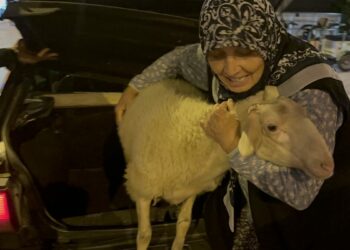 Kaçan kuzuya benzetilen ‘Çorap’, kurbanlık olmaktan son anda kurtuldu