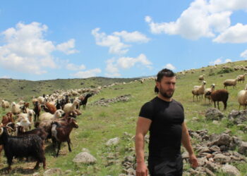 Köyüne dönüp hayvancılığa başladı, 2 yılda bin 300 koyunu oldu