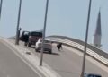 Kaçan keçi, trafiği birbirine kattı