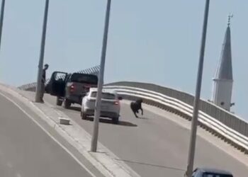 Kaçan keçi, trafiği birbirine kattı