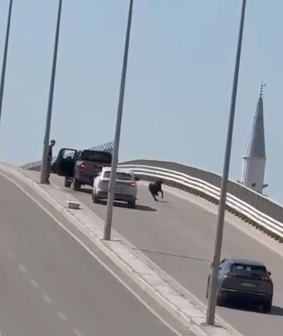 Kaçan keçi, trafiği birbirine kattı