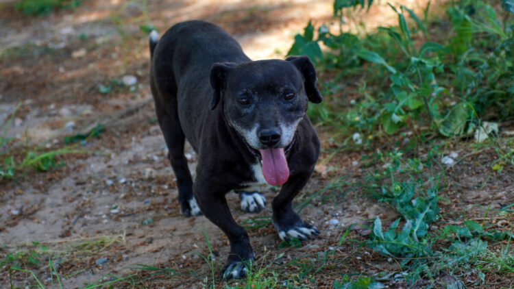 Engelli köpek 'Paytak' için sıcak yuva aranıyor