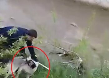 Çar Çayı'na düşen köpeği, elini ısırmasına rağmen kurtardı