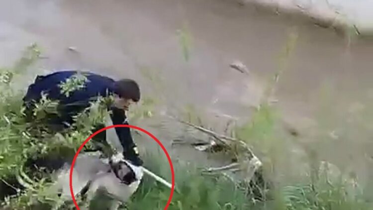 Çar Çayı'na düşen köpeği, elini ısırmasına rağmen kurtardı