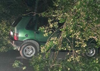 Bartın'da fırtına; ağaçlar devrildi, araçlar zarar gördü