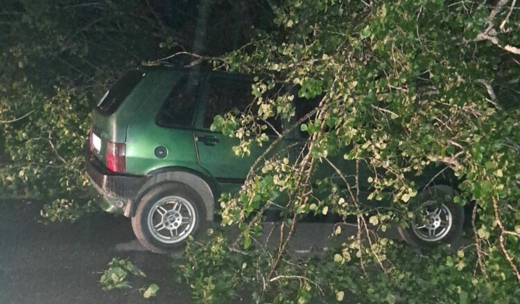 Bartın'da fırtına; ağaçlar devrildi, araçlar zarar gördü