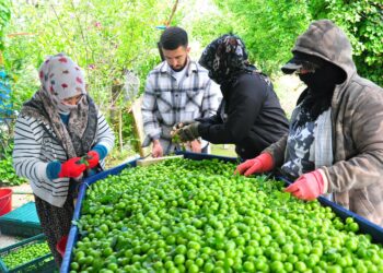 Manisa'nın 'dumanlı papaz eriğinde' hasat başladı