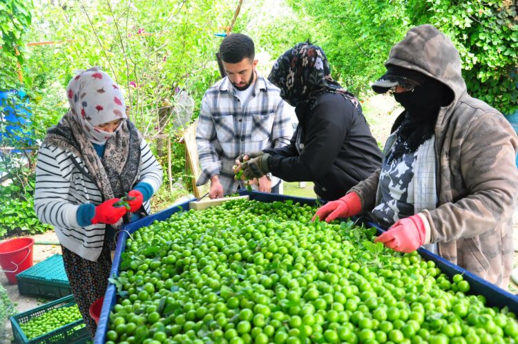 Manisa'nın 'dumanlı papaz eriğinde' hasat başladı