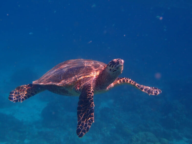 32 yıllık caretta mücadelesi; 1,5 milyon yavru denize ulaştı