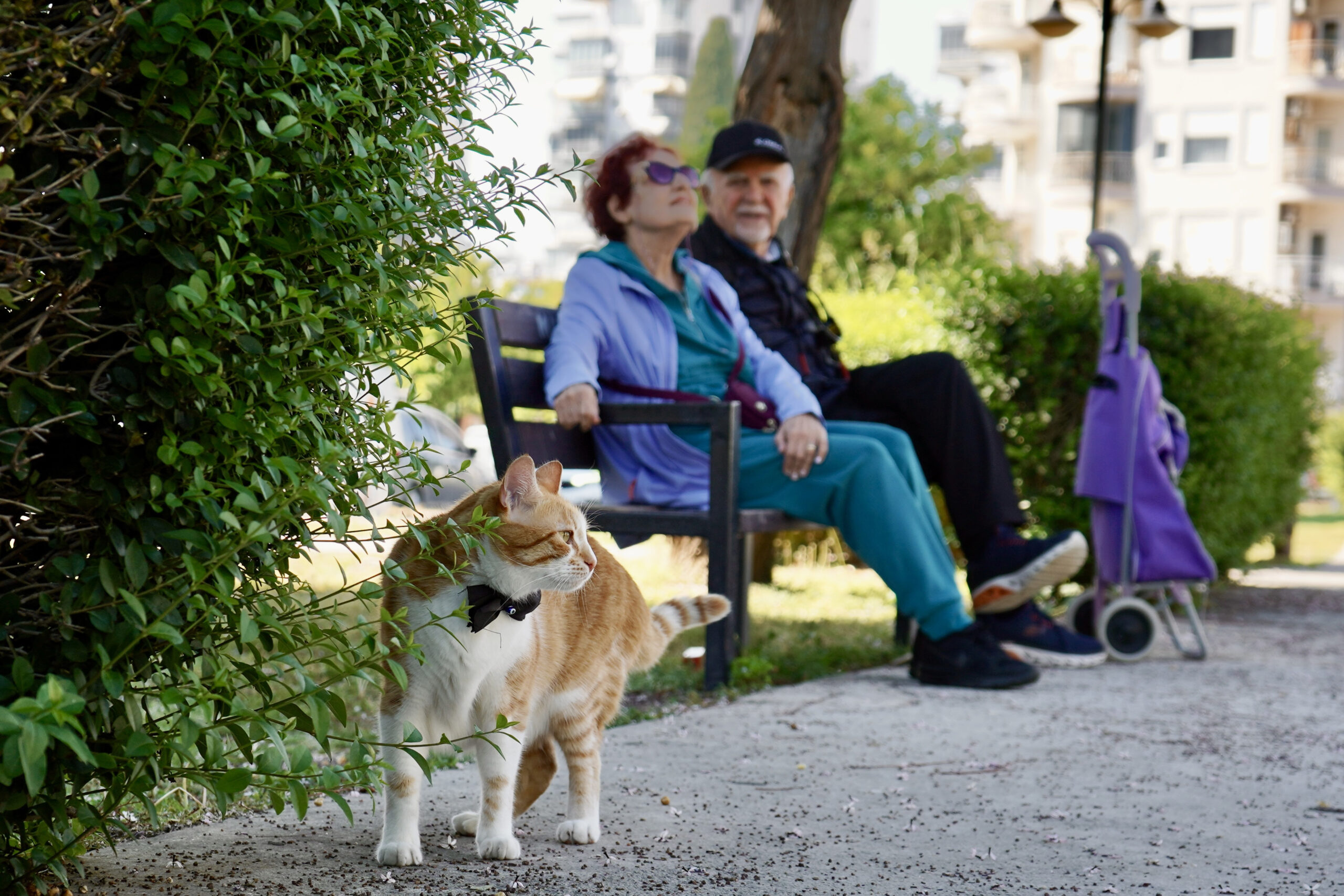 Papyonlu kedi 'Foça', emekli çiftin hayatını değiştirdi