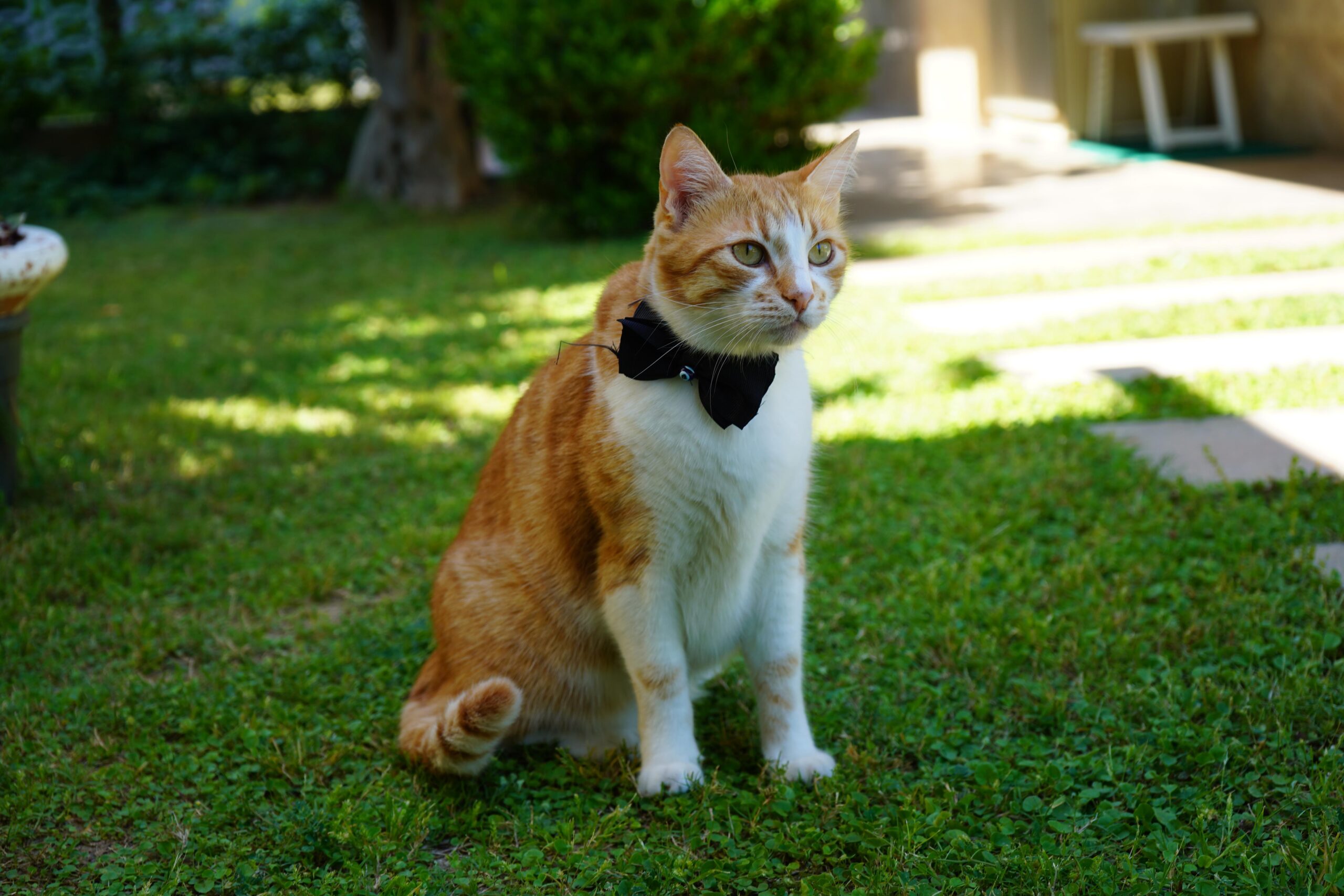 Papyonlu kedi 'Foça', emekli çiftin hayatını değiştirdi