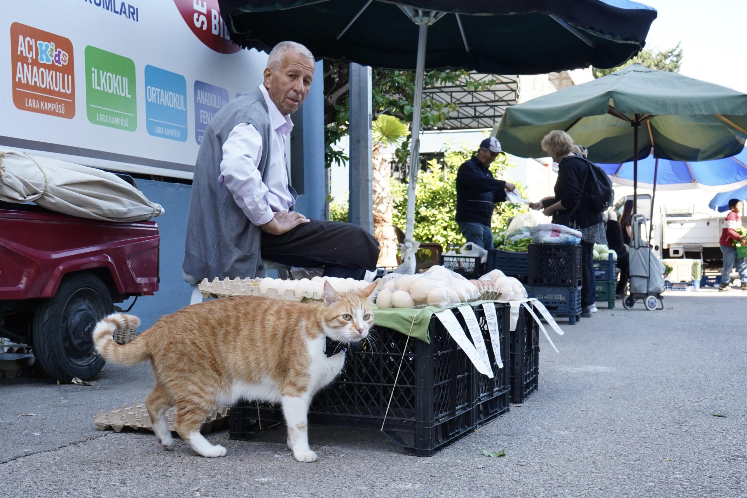 Papyonlu kedi 'Foça', emekli çiftin hayatını değiştirdi