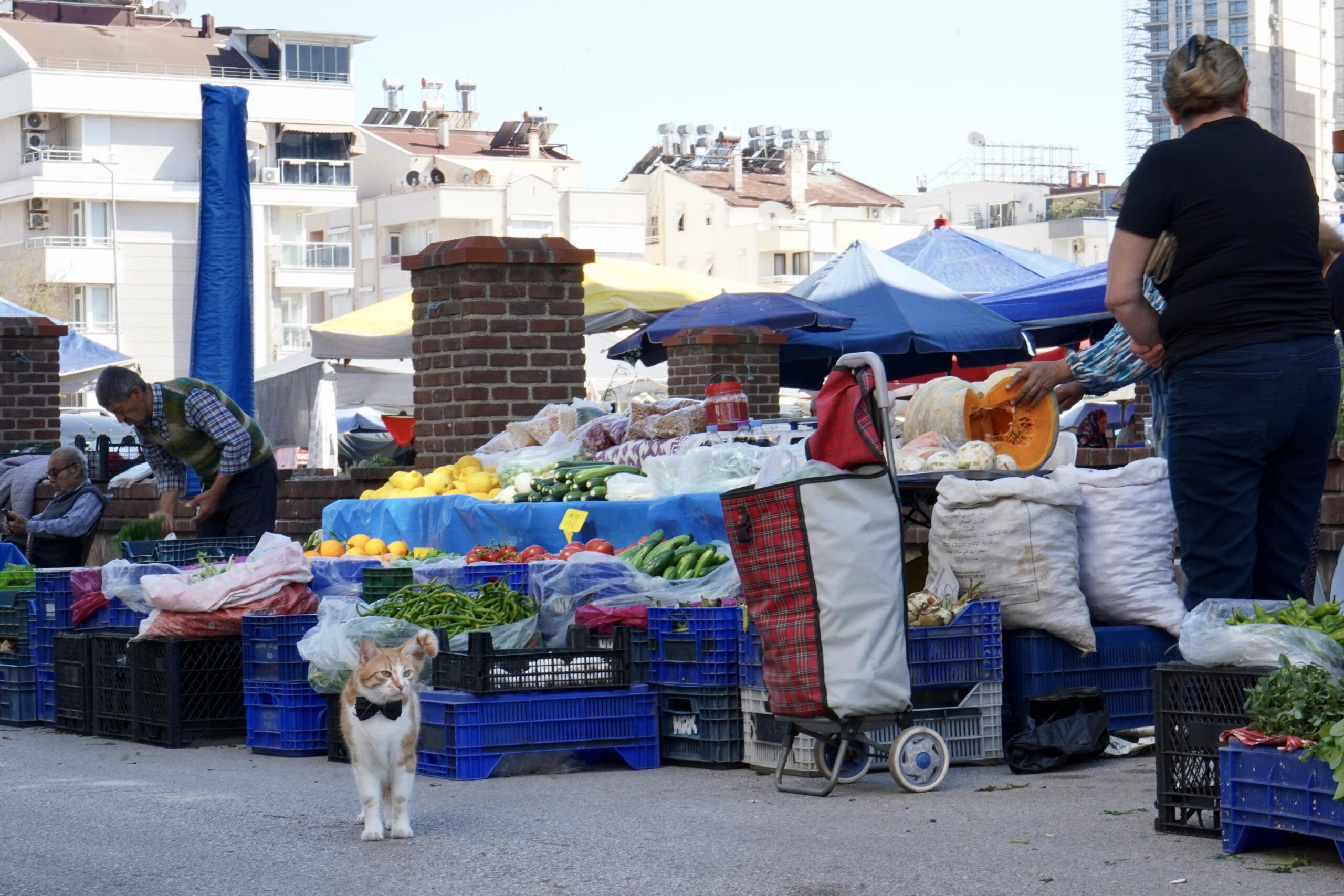 Papyonlu kedi 'Foça', emekli çiftin hayatını değiştirdi