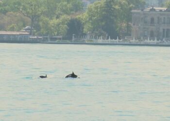 İstanbul Boğazı'nda yunus sürprizi