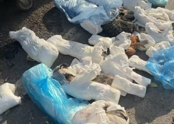 İzmir'de 33 kedinin ölü bulunduğu olayda şüpheli veterinere yeniden gözaltı