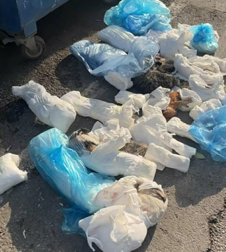 İzmir'de 33 kedinin ölü bulunduğu olayda şüpheli veterinere yeniden gözaltı