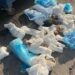 İzmir'de 33 kedinin ölü bulunduğu olayda şüpheli veterinere yeniden gözaltı