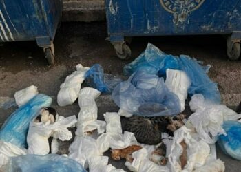 İzmir’de 33 kedinin ölü bulunduğu olayda yeniden gözaltına alınan veteriner tutuklandı