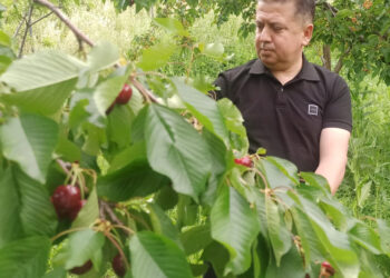 Konya'nın Akşehir ilçesinde üretilen, halk arasında 'Napolyon' olarak bilinen, coğrafi işaretle 'Akşehir kirazı' olarak tescillenen kirazda bu yıl rekolte sevinci yaşanıyor. Fotoğraf: Salih BÜYÜKSAMANCI/Konya,(DHA)