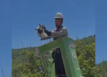Amasya'da elektrik direğinde mahsur kalan kedi kurtarıldı