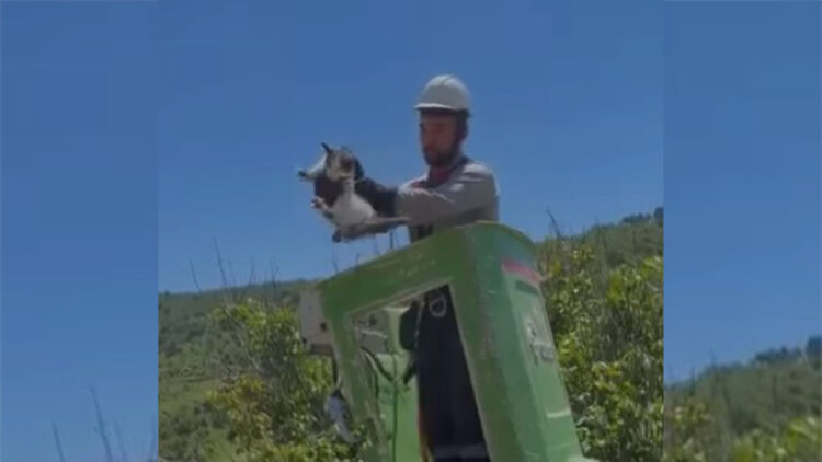 Amasya'da elektrik direğinde mahsur kalan kedi kurtarıldı