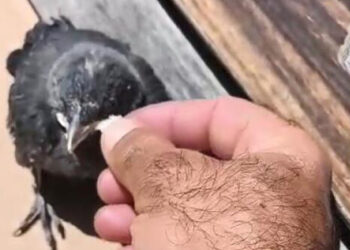 Arnavutköy'de okulda havalandırma boşluğuna düşen karga yavrusu çalışanlar tarafından kurtarıldı