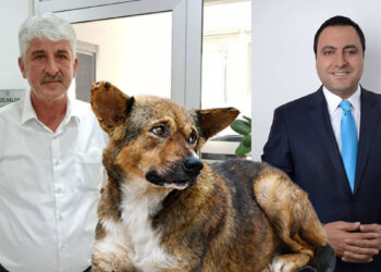 İki belediye başkanı hakkında sahipsiz köpek saldırıları nedeniyle soruşturma izni