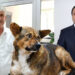İki belediye başkanı hakkında sahipsiz köpek saldırıları nedeniyle soruşturma izni