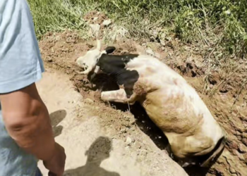 Kuyuya düşen boğayı itfaiye kurtardı