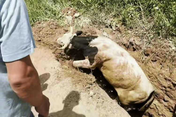 Kuyuya düşen boğayı itfaiye kurtardı
