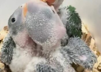 Yasa dışı satılmak istenen 3 yavru İskender papağanı korumaya alındı