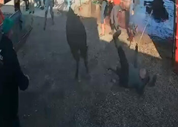 İpinden kurtulan boğanın etrafındakilere saldırısı kamerada