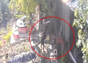 Kümese giren sokak köpekleri 30 tavuğu öldürdü