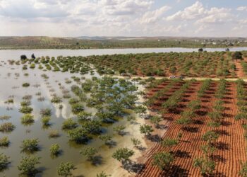 Su altında kalan fıstık bahçeleri dronla görüntülendi