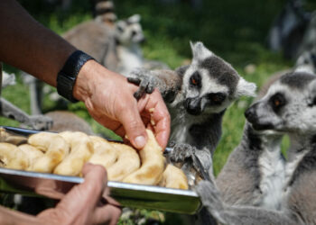 Bursa Hayvanat Bahçesi'nde penguenler klimalı odalarda, lemurlar ise soğuk meyveyle serinliyor