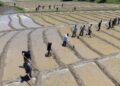 Bitlis’te imece usulü geleneksel çeltik ekimi başladı