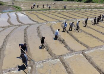Bitlis’te imece usulü geleneksel çeltik ekimi başladı
