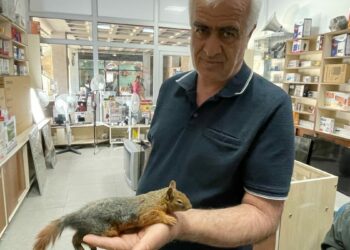 Yol kenarında bulduğu sincabı kurtarmaya çalıştı