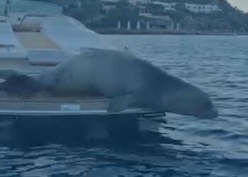 Bodrum'da motoryata çıkan Akdeniz foku kamerada