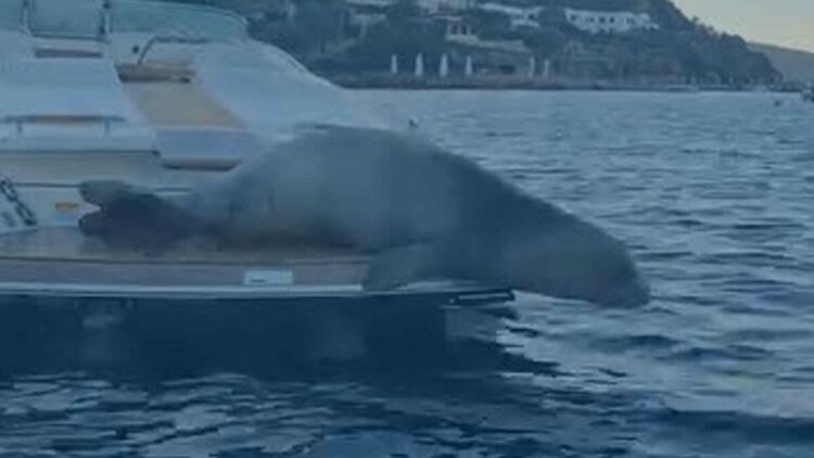 Bodrum'da motoryata çıkan Akdeniz foku kamerada