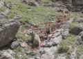 Bozayı ve 3 yavrusu dron kamerasında