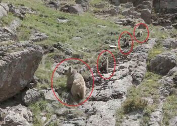 Bozayı ve 3 yavrusu dron kamerasında