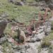 Bozayı ve 3 yavrusu dron kamerasında