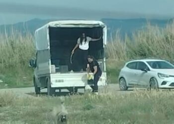 Kuşların doğal alanına kamyonetle çok sayıda köpek bıraktılar