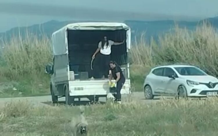 Kuşların doğal alanına kamyonetle çok sayıda köpek bıraktılar
