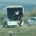 Kuşların doğal alanına kamyonetle çok sayıda köpek bıraktılar