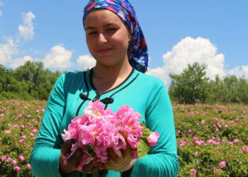 Isparta'da gül sezonu başladı