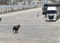 Limanda kaçan angus denize düştü