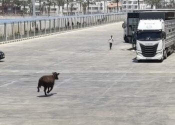Limanda kaçan angus denize düştü