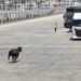 Limanda kaçan angus denize düştü